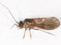 Peripsocus didymus